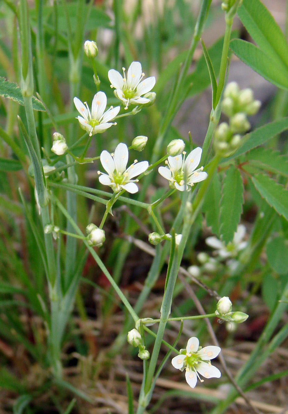 Изображение особи Eremogone saxatilis.