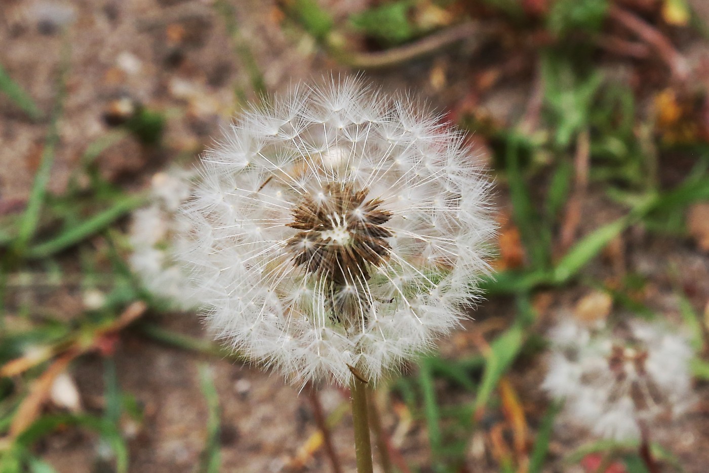 Изображение особи род Taraxacum.