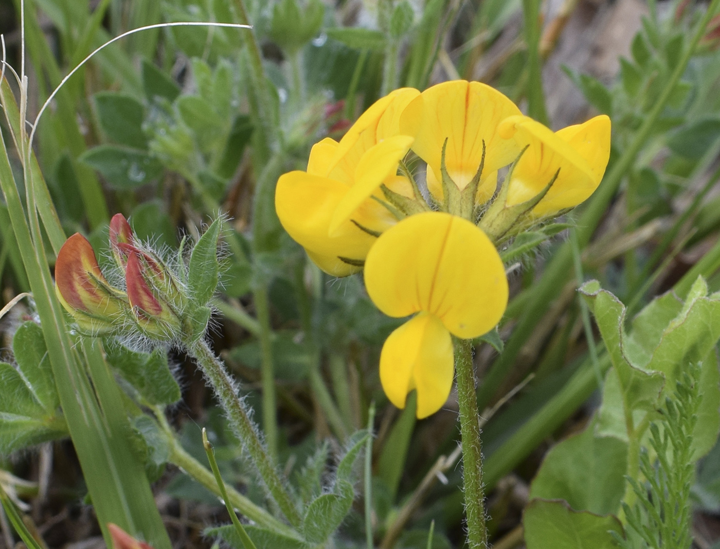 Image of Lotus corniculatus specimen.