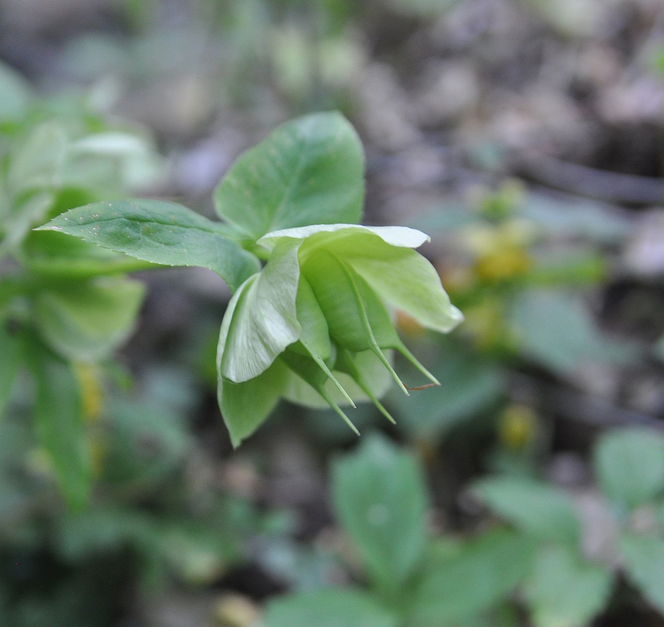 Image of Helleborus caucasicus specimen.