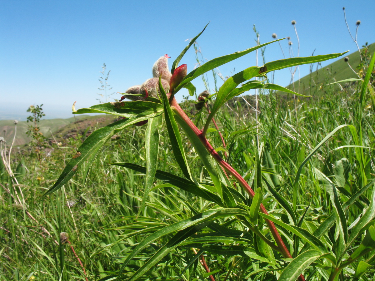 Image of Paeonia hybrida specimen.