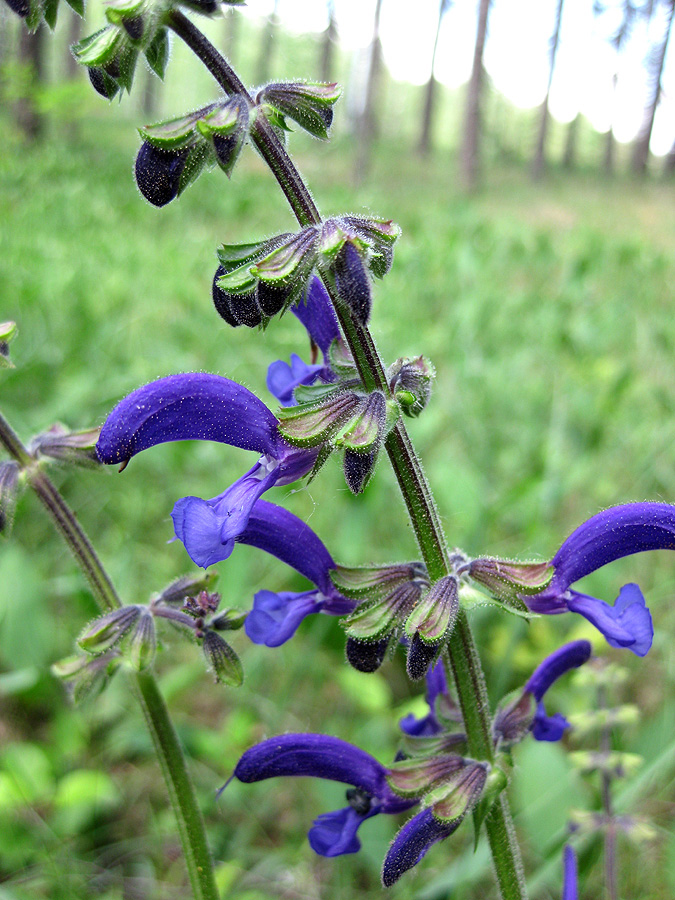 Изображение особи Salvia pratensis.