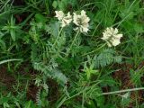 Oxytropis sulphurea