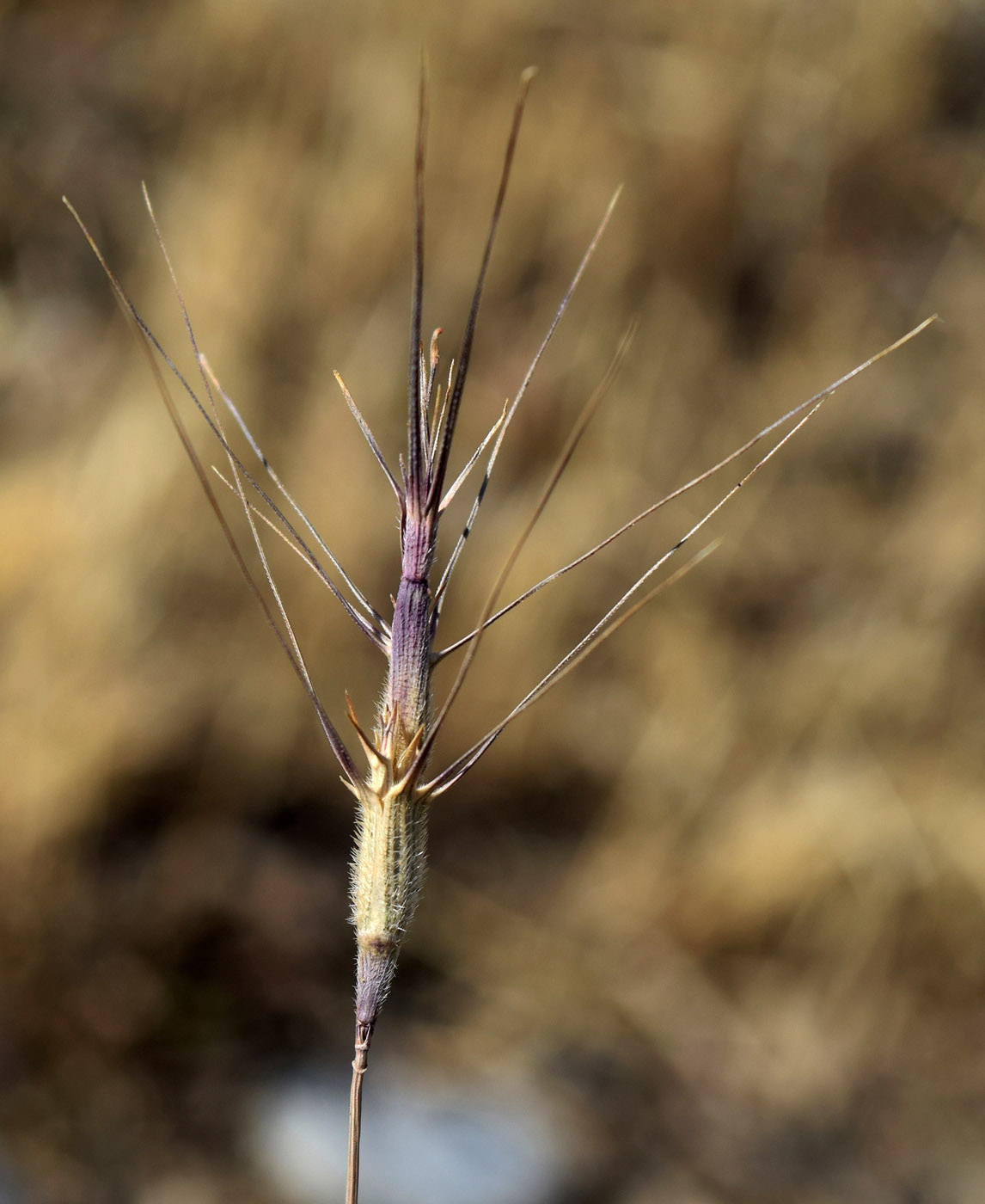 Изображение особи Aegilops triuncialis.