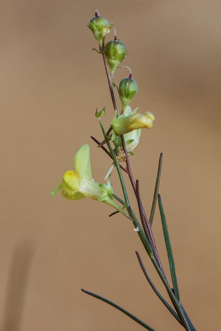 Изображение особи Linaria odora.