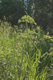 Heracleum sibiricum. Верхушка цветущего растения. Пермский край, Верещагинский р-н, окр. дер. Усть-Сепыч, долина р. Лысьва, луг. 7 июля 2018 г.