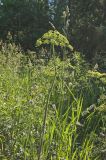 Heracleum sibiricum