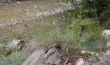 Dianthus acantholimonoides