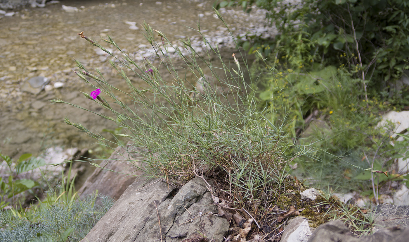 Изображение особи Dianthus acantholimonoides.