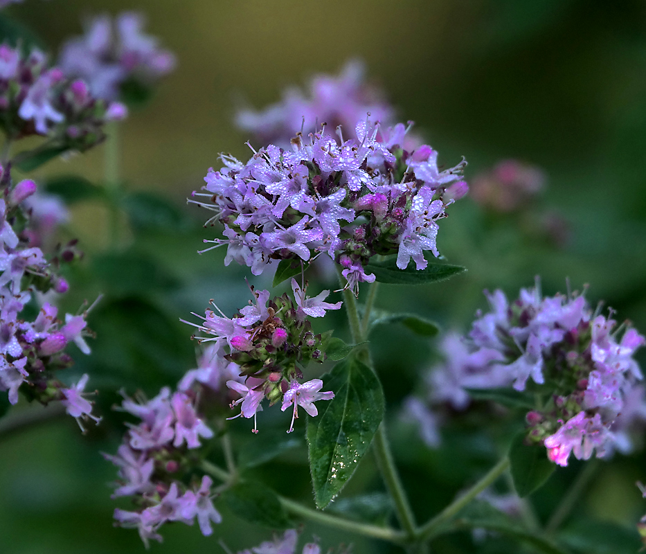 Изображение особи Origanum vulgare.