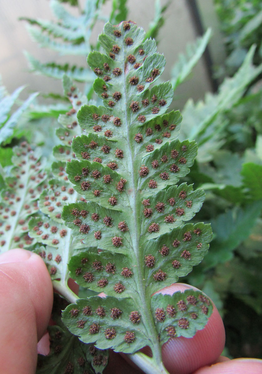Image of Dryopteris clintoniana specimen.