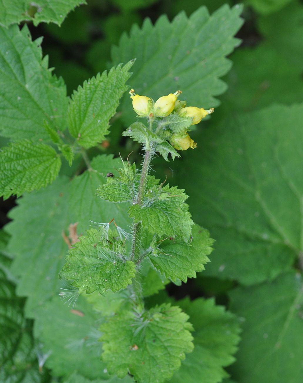 Image of Scrophularia chrysantha specimen.