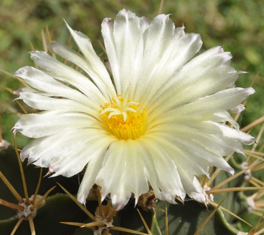 Изображение особи Astrophytum ornatum.