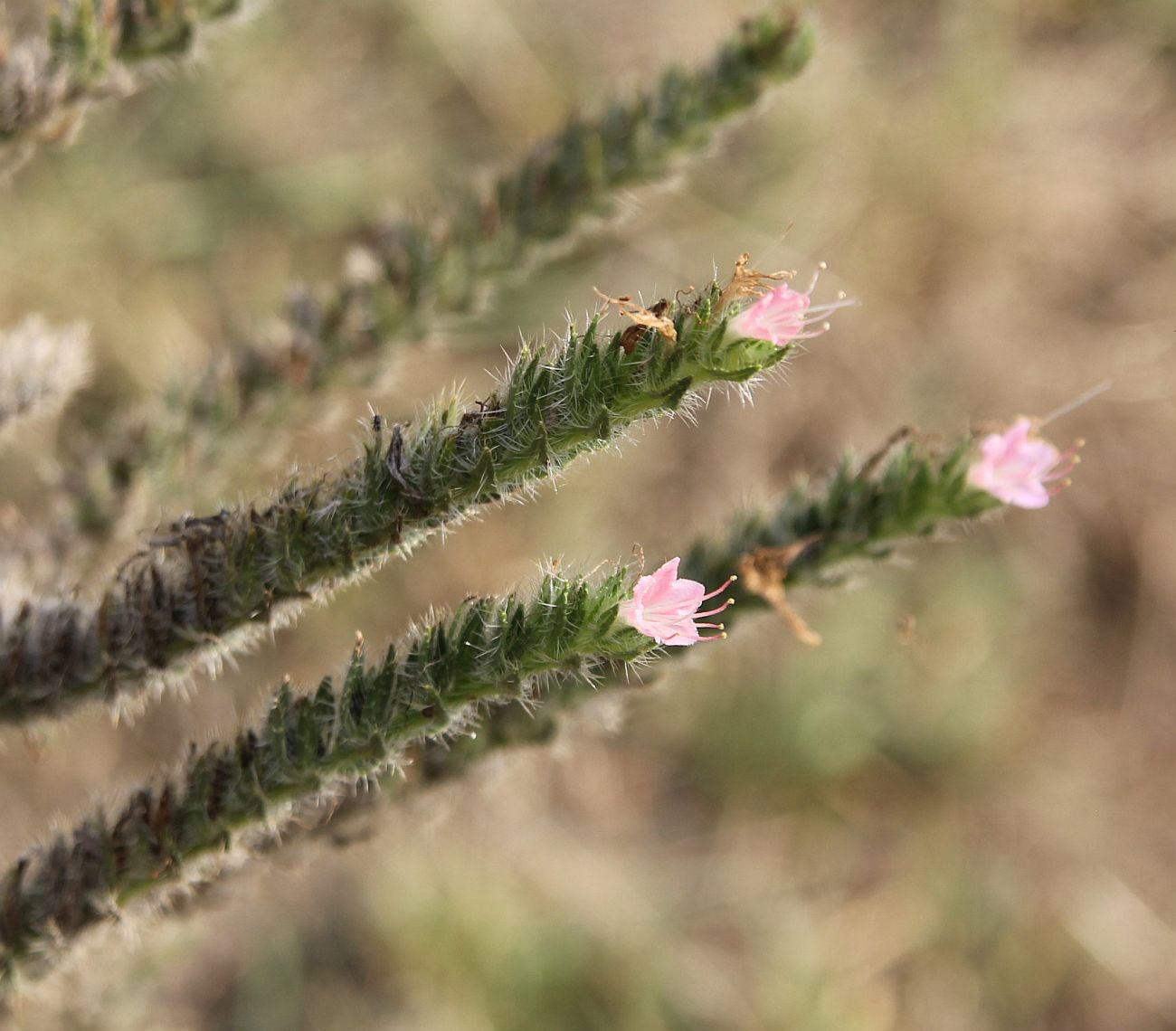 Image of Echium biebersteinii specimen.