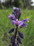 Polygala comosa. Верхушка соцветия. Украина, Львовская обл., Золочевский р-н, луговой склон. 11 мая 2008 г.