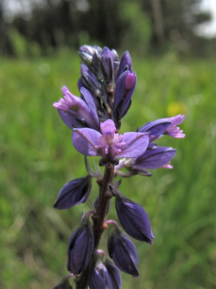 Image of Polygala comosa specimen.