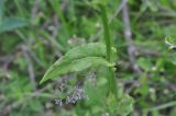 genus Rumex. Средняя часть цветущего растения. Грузия, край Самцхе-Джавахети, Ахалцихский муниципалитет, монастырь Сапара, луг. 28.05.2018.