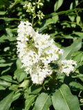 Ligustrum vulgare