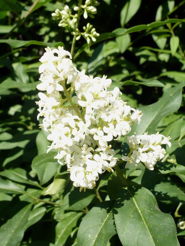 Image of Ligustrum vulgare specimen.