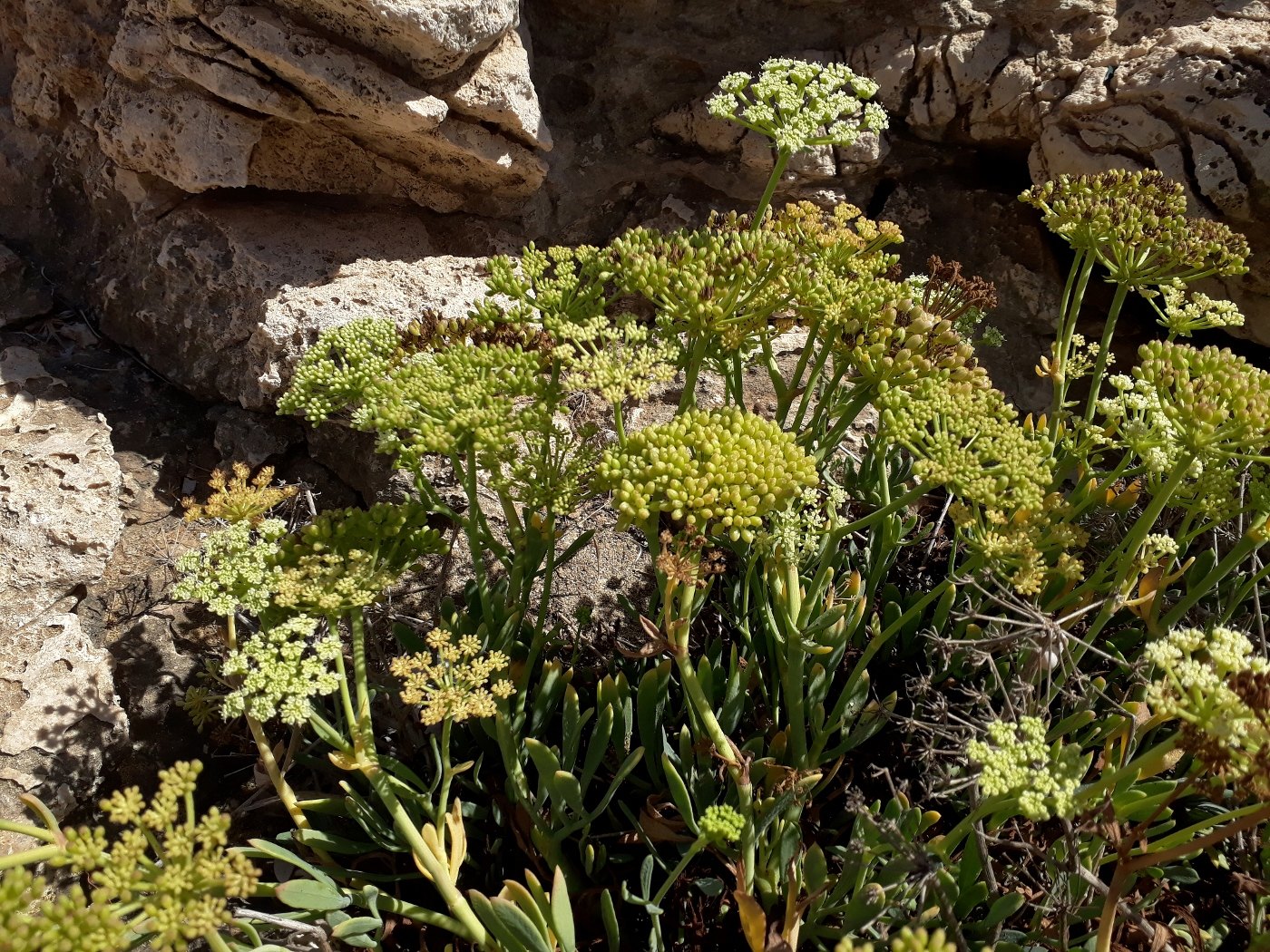 Image of Crithmum maritimum specimen.