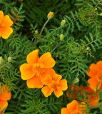 Tagetes tenuifolia. Нераскрывшиеся и раскрывшиеся соцветия и листья. Казахстан, Восточно-Казахстанская обл., г. Усть-Каменогорск, Архитектурно-ландшафтный музей-заповедник, в культуре. 26.08.2018.