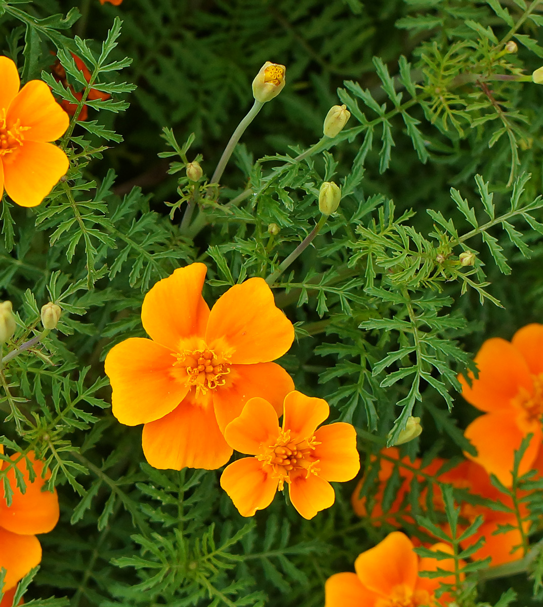 Изображение особи Tagetes tenuifolia.