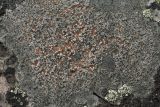 Aspicilia cinerea