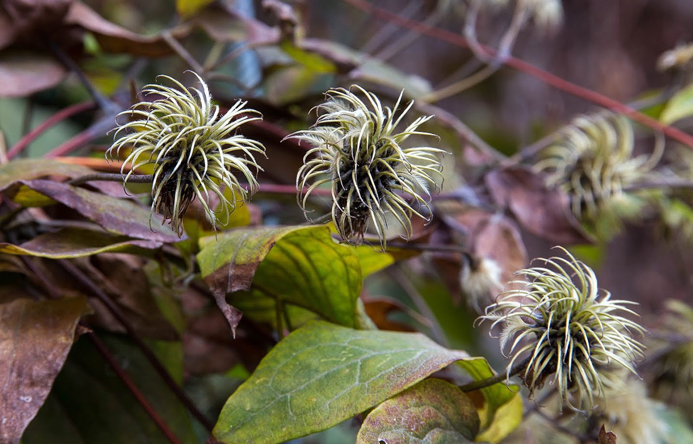 Изображение особи род Clematis.