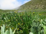 Allium fedtschenkoanum. Цветущие растения на субальпийском луковом лугу на берегу высокогорного озера (крупные листья принадлежат Ligularia talassica). Казахстан, Угамский хребет в р-не Сайрамского пика, ≈ 2700 м н.у.м., истоки р. Сазаната. 28.05.2018.