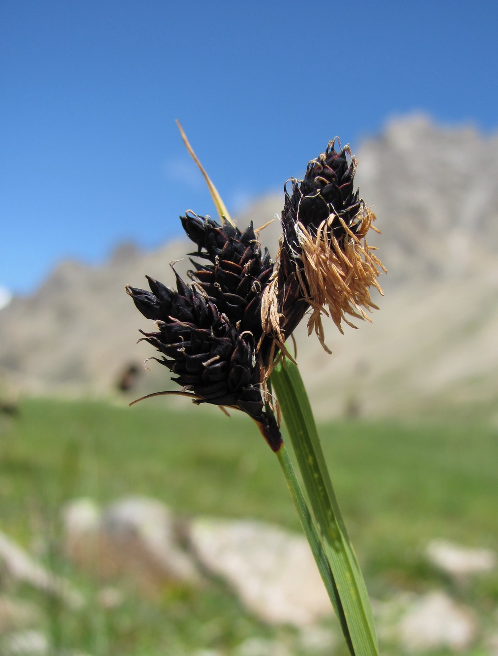 Изображение особи Carex medwedewii.