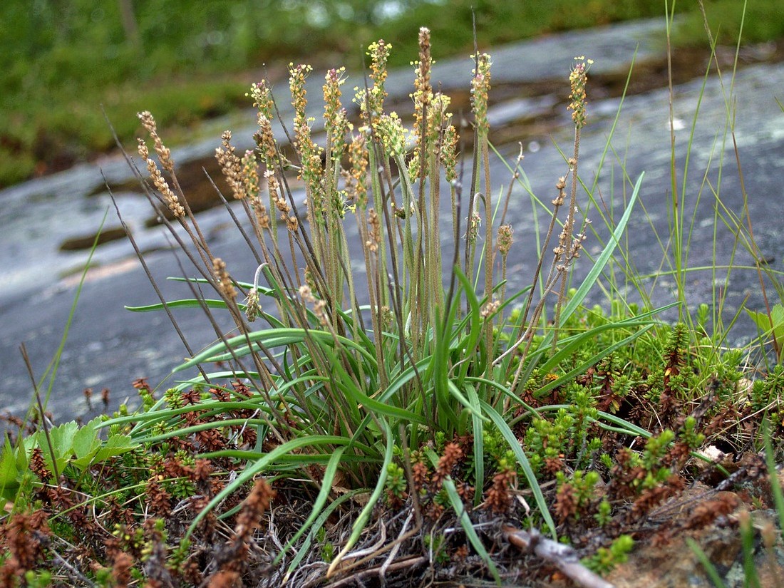 Изображение особи Plantago maritima ssp. subpolaris.