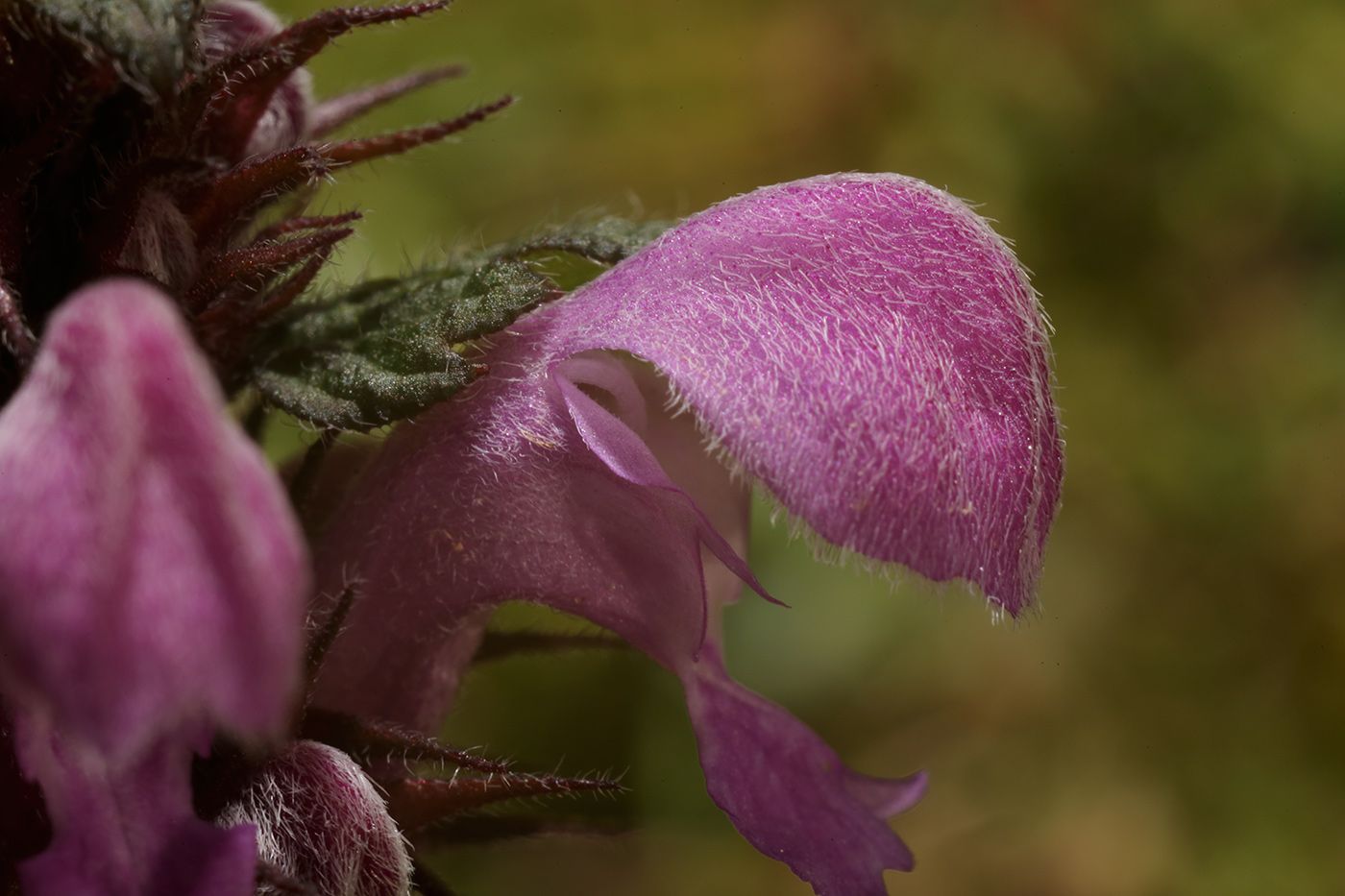 Image of Lamium maculatum specimen.