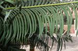 Cycas thouarsii