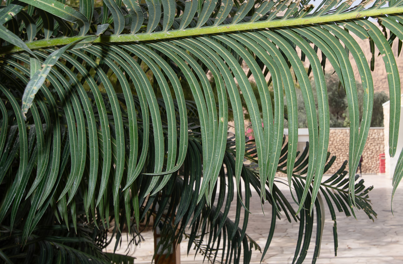 Изображение особи Cycas thouarsii.