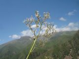 Valeriana dubia