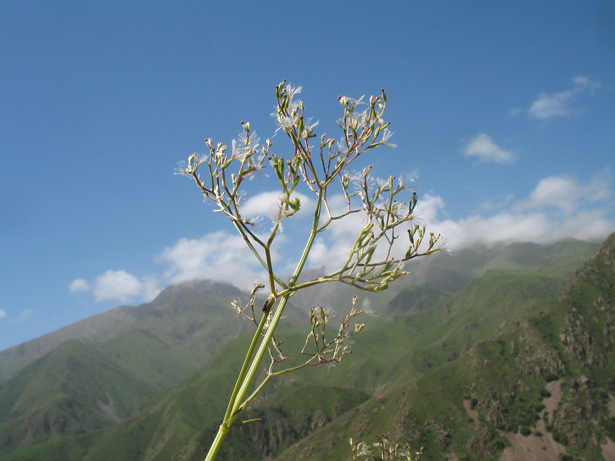 Image of Valeriana dubia specimen.