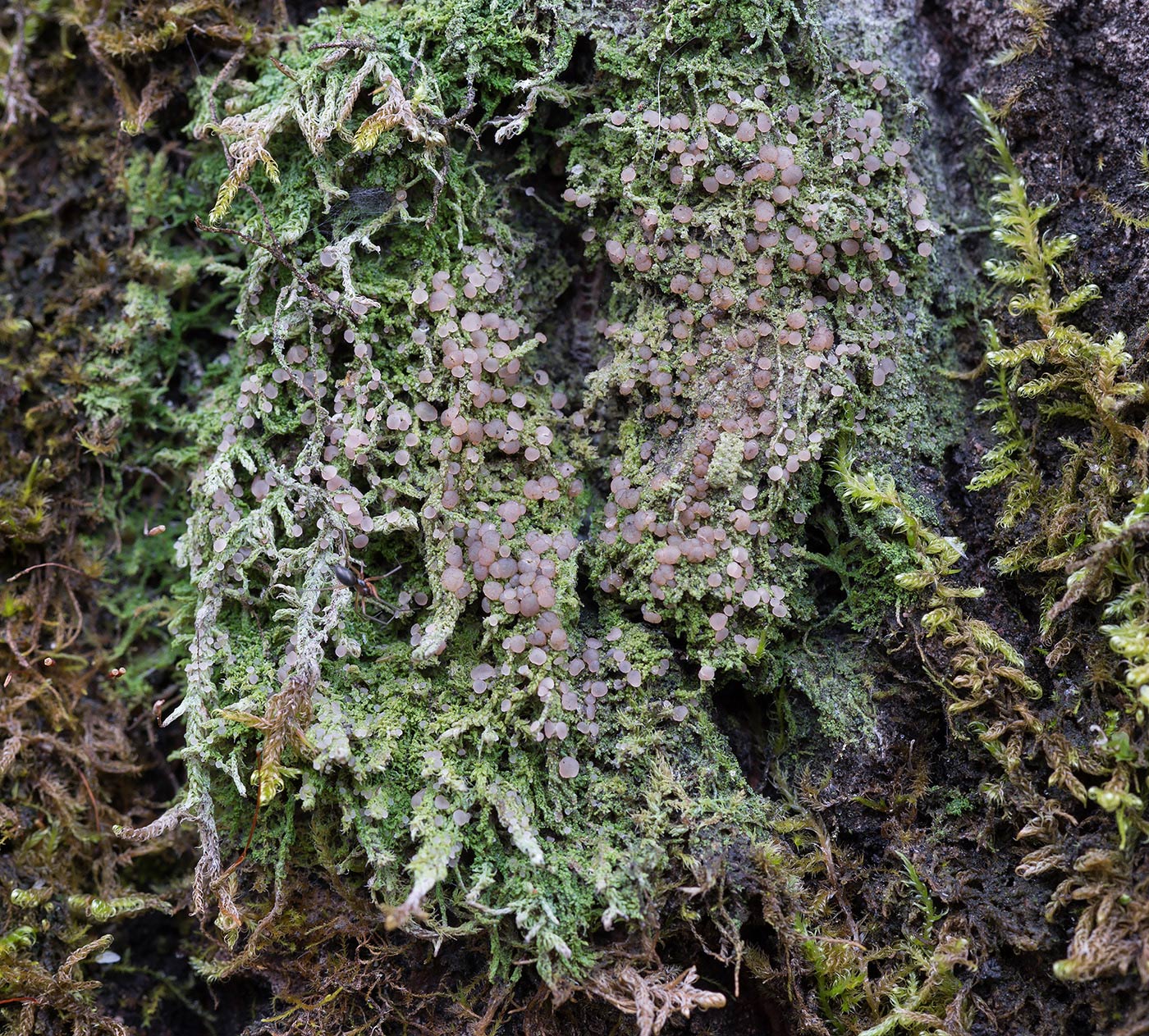Изображение особи Mycobilimbia carneoalbida.
