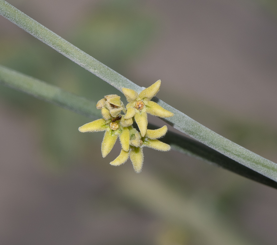 Image of Leptadenia pyrotechnica specimen.