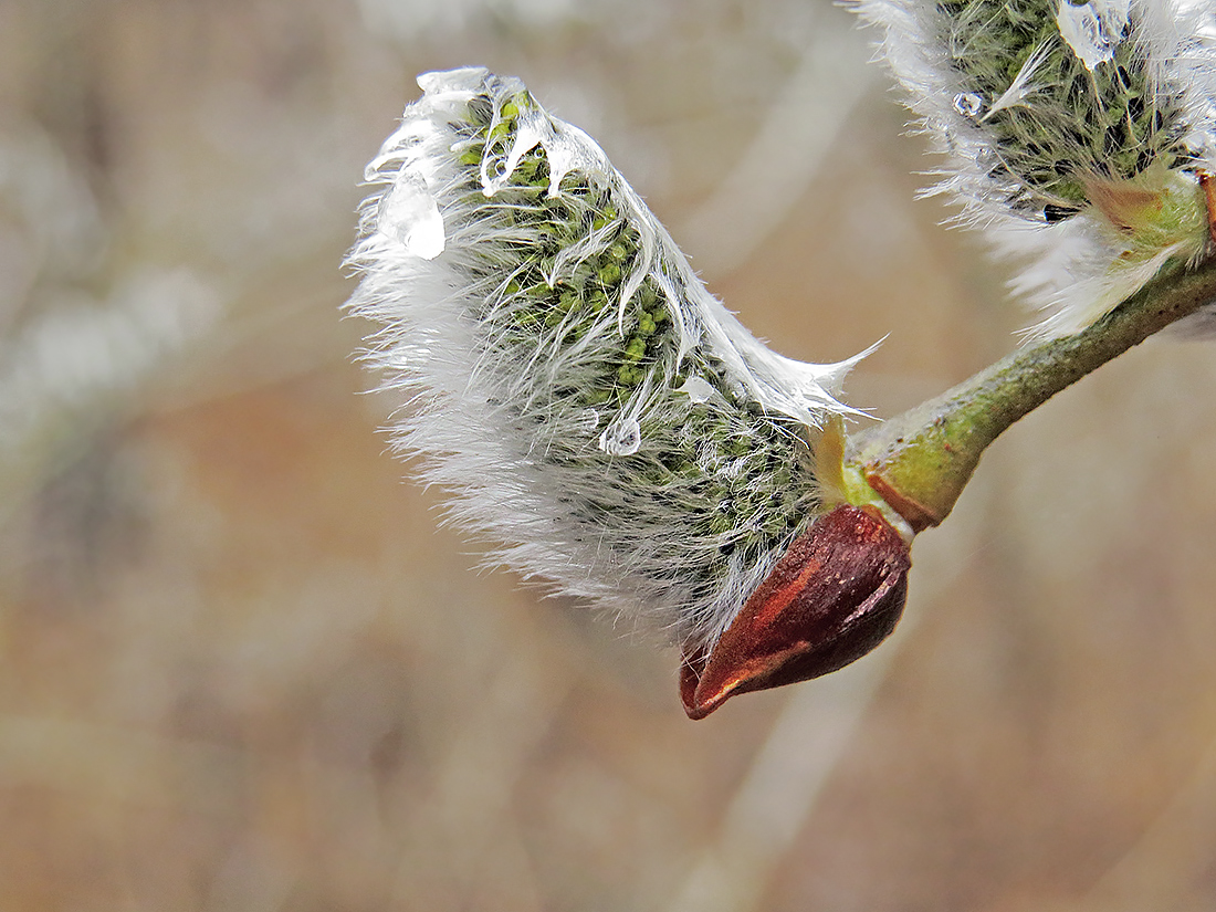 Image of Salix caprea specimen.