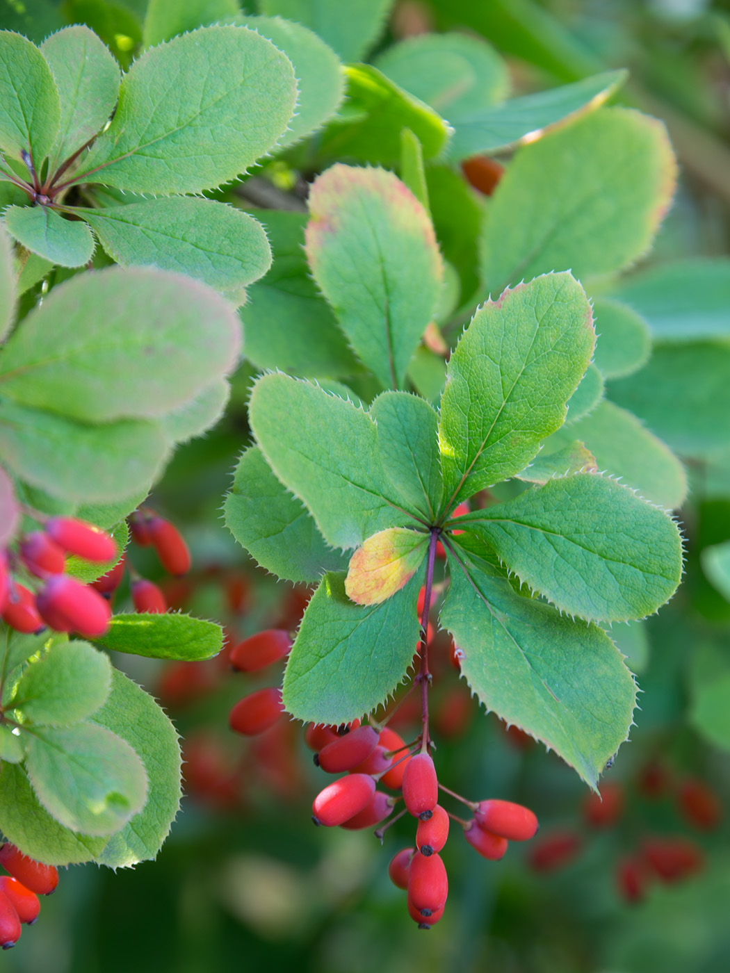 Изображение особи род Berberis.