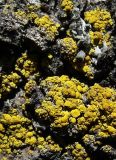 Candelariella antennaria