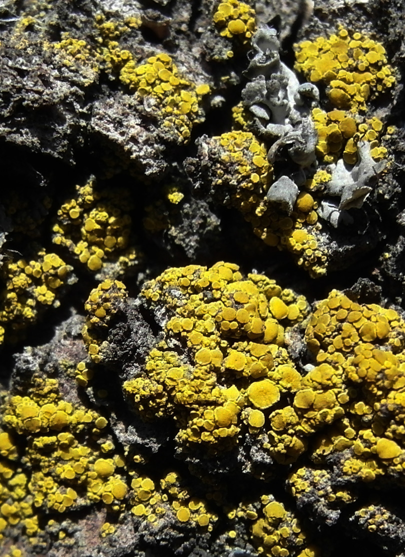 Image of Candelariella antennaria specimen.