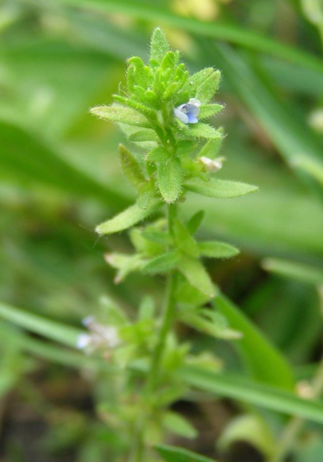 Image of Veronica arvensis specimen.