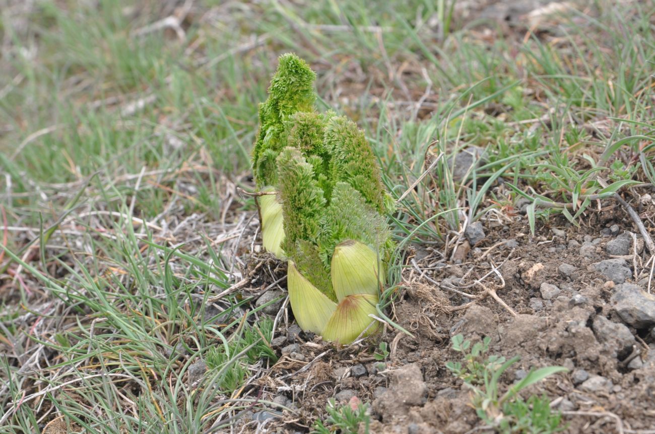 Image of genus Prangos specimen.