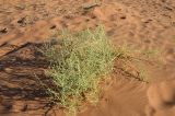 Acanthosicyos horridus. Вегетирующее растение. Намибия, Хардап, плато Соссусфлей, на песке. 05.05.2019.