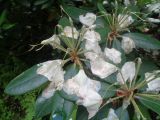 Rhododendron brachycarpum