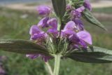 Phlomis pungens