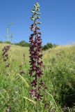 Delphinium puniceum