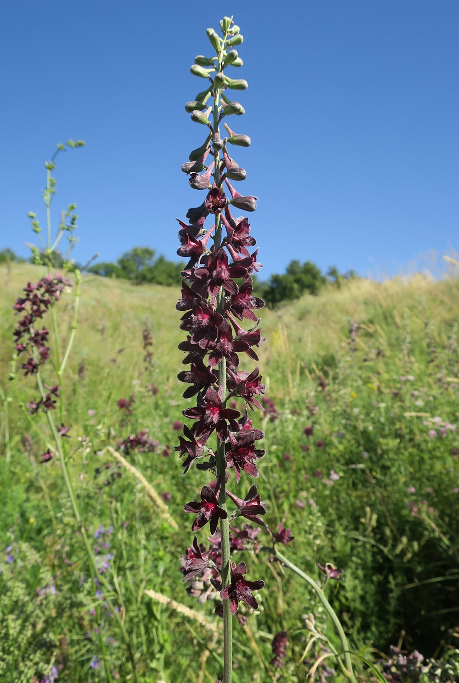 Image of Delphinium puniceum specimen.