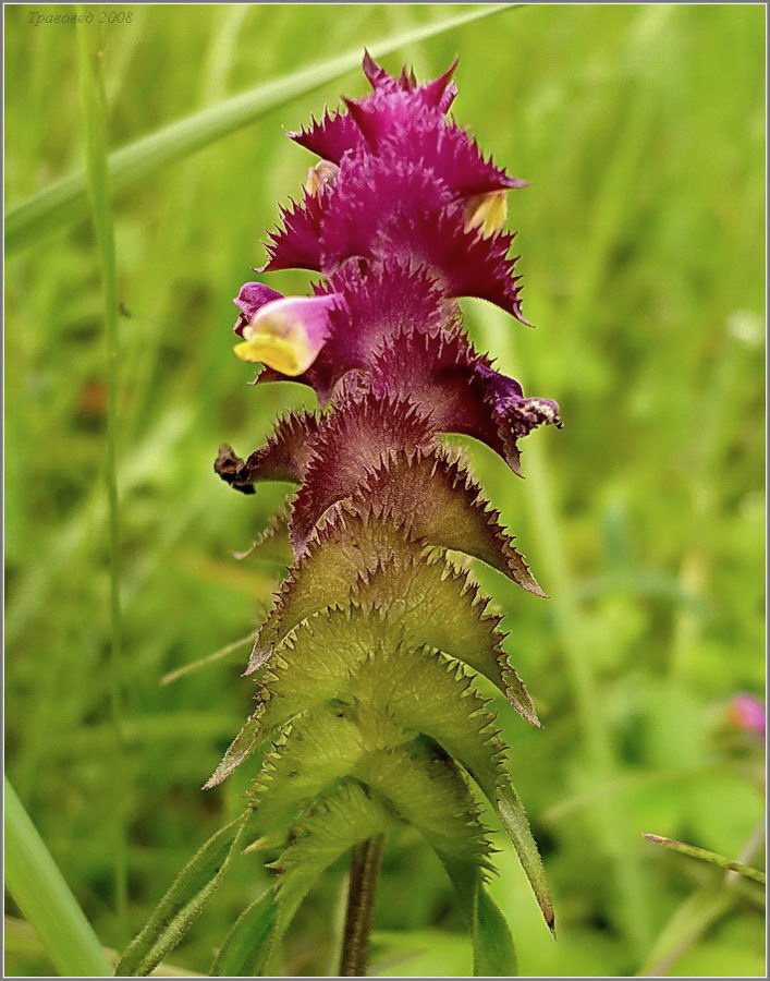 Image of Melampyrum cristatum specimen.